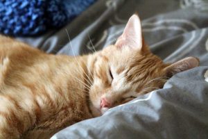 apollo_the_cat_sleeping_on_water_bed_summer_2013_by_randomcreativeart-d6ks3nw