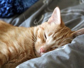 Dogs & Cats On Waterbeds