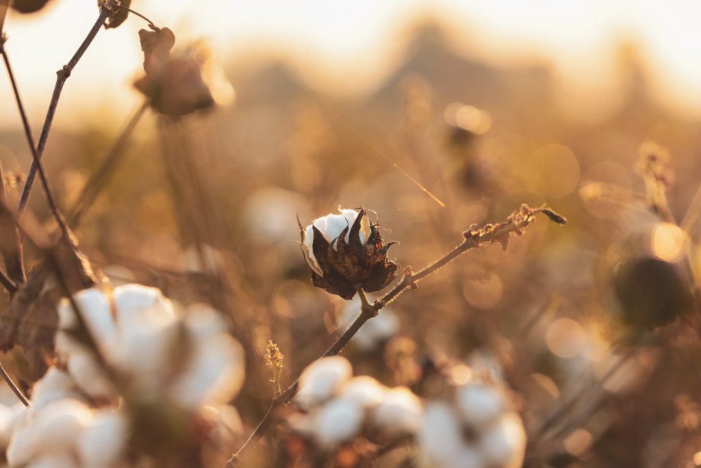 organic egyptian cotton