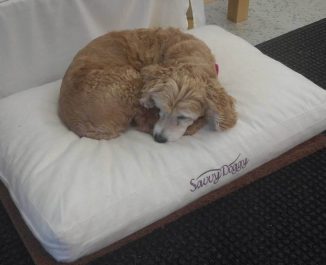 The Good And Bad Of Letting Your Dog Sleep In Your Bed With You