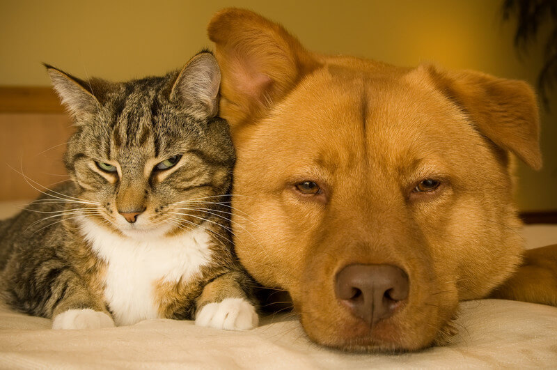 Dealing With Pet Hair On Your Mattress & Furniture